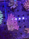 Acropora Desalwii