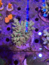 Acropora Florida