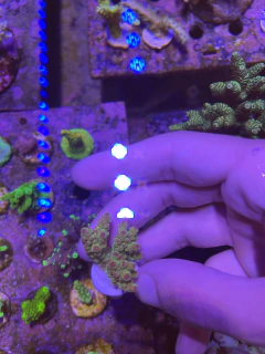 Acropora Florida - comprar online