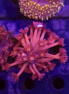 Goniopora Roja