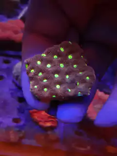 Favites frag