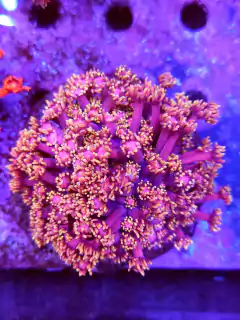 Goniopora Ultra Yellow tips