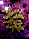 Acropora Millepora