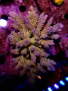 Acropora Tenuis - comprar online