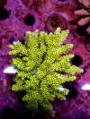 Acropora SP - comprar online