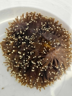 Heteractis Magnifica