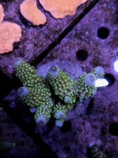 Acropora Hummilis