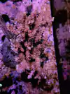 Acropora SP - comprar online
