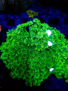 Goniopora Lobata ultra - comprar online