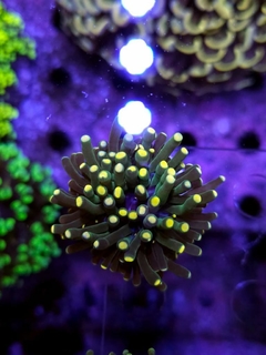 Euphyllia Torch