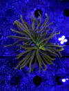 Euphyllia Glabrescens Cinderella