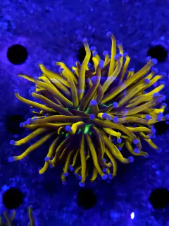 Euphyllia Glabrescens NY Knicks Grade A