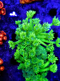 Goniopora Lobata ultra
