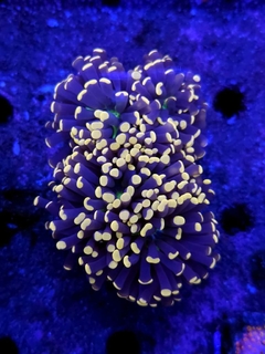 Euphyllia Torch