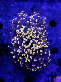 Euphyllia Glabrescens
