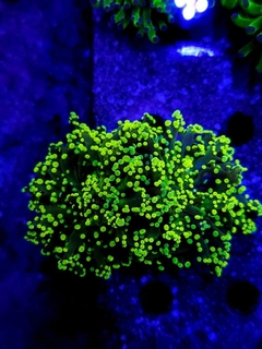 Euphyllia Yaeyamaensis Ultra Green x cabeza