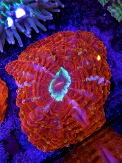 Indophyllia