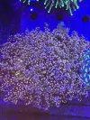 Euphyllia Yaeyamaensis Ultra Orange