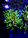 Euphyllia Glabrescens Dragon Soul