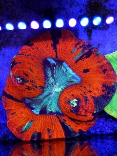 Trachyphyllia Geofroyii