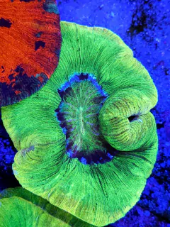 Trachyphyllia Geofroyii