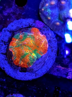 Echinopora Ultra Grade A
