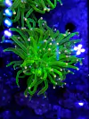 Euphyllia Glabrescens