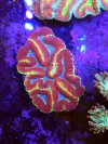 Symphyllia Grade A