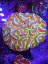Symphyllia Grade A