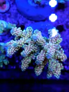 Acropora Latisetella