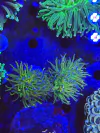 Euphyllia Glabrescens Holy Grail