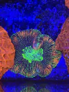 Trachyphyllia Geofroyii