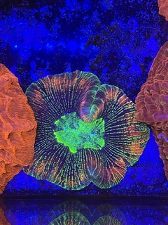 Trachyphyllia Geofroyii