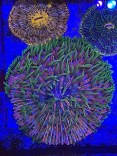 Cycloseris Ultra Multicolor