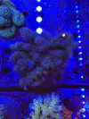 Acropora Tenuis