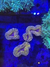 Lobophyllia Corymbosa