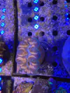 Tridacna Crocea