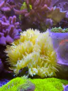 Heteractis Malu Ultra Yellow