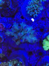 Acropora Latisetella