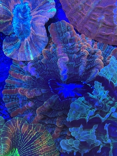 Indophyllia