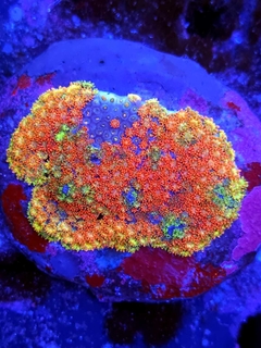 Microgoniopora