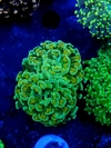 Euphyllia Parancora Ultra