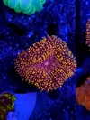 Lobophyllia Bicolor