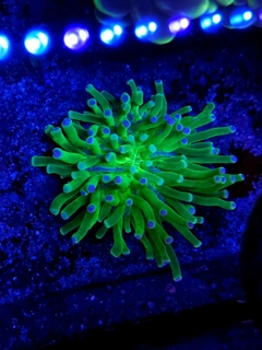 Heliofungia Actiniformis - comprar online