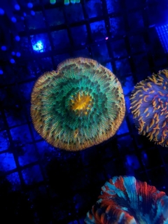 Fungia Bicolor Grade A