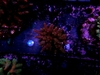 Acropora Millepora