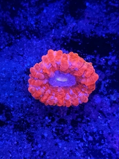 Cynarina Lacrymalis