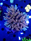 Acropora