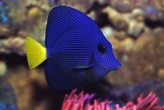 Zebrasoma Xanthurum