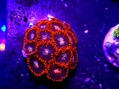 ZOAS